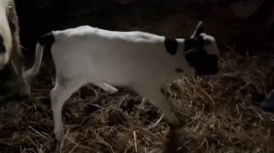 Поповнення! Гранулятор Rotex 200 у роботі! Рівненщина!