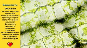 Фотосинтез под микроскопом