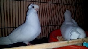 Орловский бородун. Голуби Тулы. Продажа гоубей