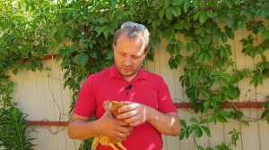 БЫТОВКА ДЛЯ КУР