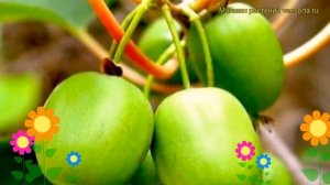 Актинидия аргута Исаи. Краткий обзор, описание характеристик actinidia arguta Issai