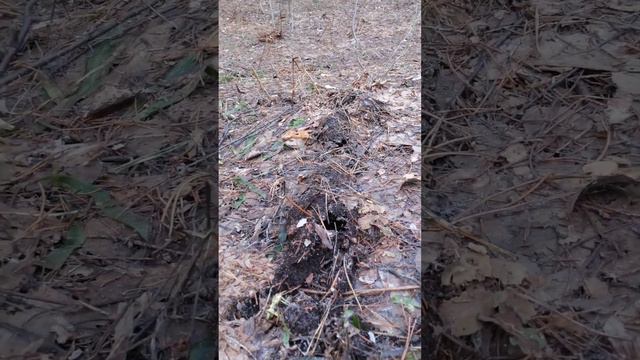 Нора крота смотреть онлайн