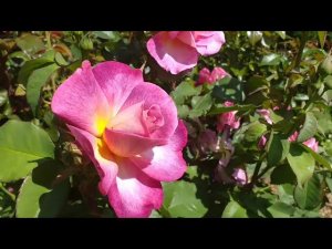 Роза Дьяблес де Мэр. Летний обзор. 21 июня 2023г.