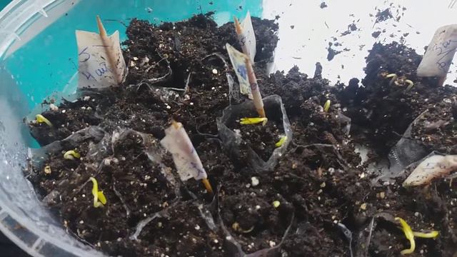 Посев, всходы и пикировка перца на сезон 2022 смотреть онлайн