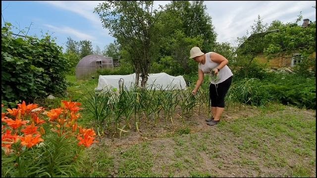 Прополола и замульчировала ?