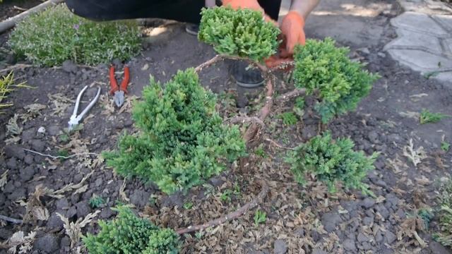Формирование можжевельника в стиле Ниваки (Часть 7 Бансай)