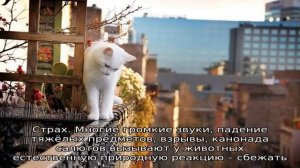 Может ли кошка вернуться домой, если убежала