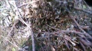 измельчитель веток, мульчер, Shindaiwa CSD250