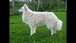 Порода собак Муди - Описание, характер, питание