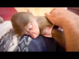 ТАК МИЛО! Люська второй день НЕ ОТХОДИТ от Влада! Как уложить спать маленькую обезьянку?!