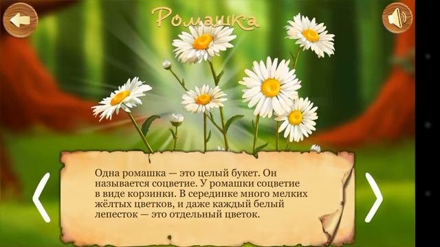 Изучаем с малышом , виды растений .