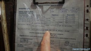 Кормление супоросных свиноматок.
