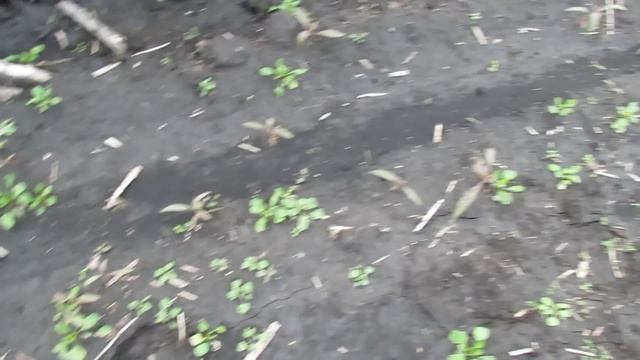 Самодельная почвофреза 2,80 в работе смотреть онлайн