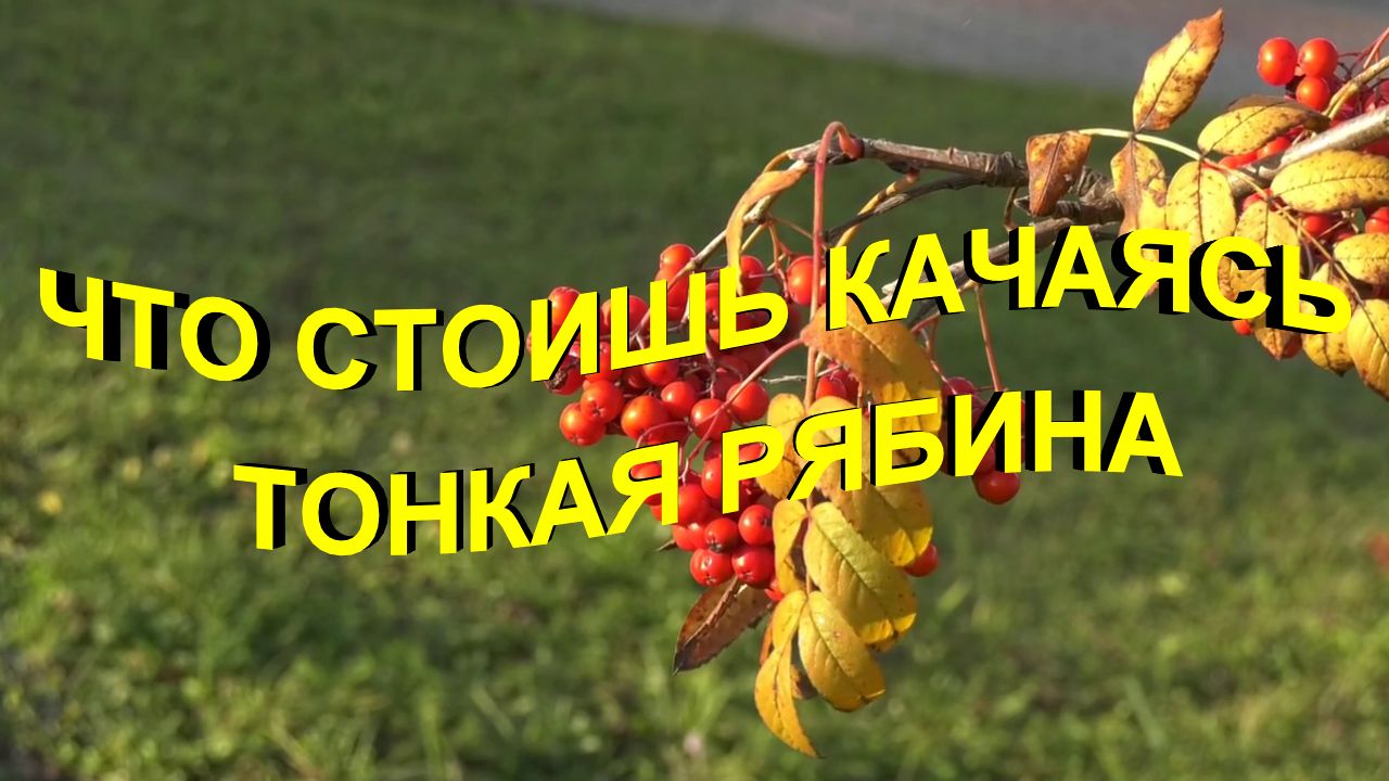 Что стоишь качаясь тонкая