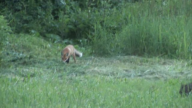 пение птиц и почти ДОМАШНИЙ ЛИСЁНОК смотреть онлайн