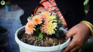 Chrysanthemum Plant Care After Flowering I Nepali Gardening Care and Tips