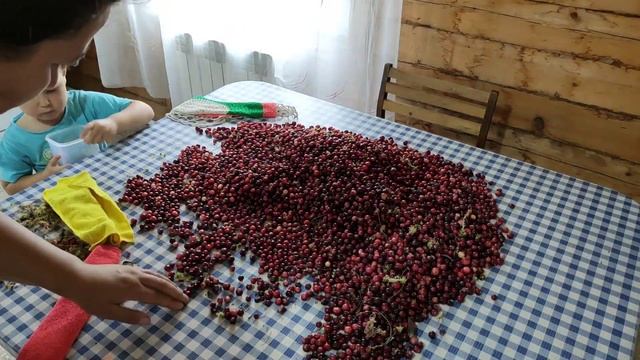 #КЛЮКВА на зиму??!!! смотреть онлайн