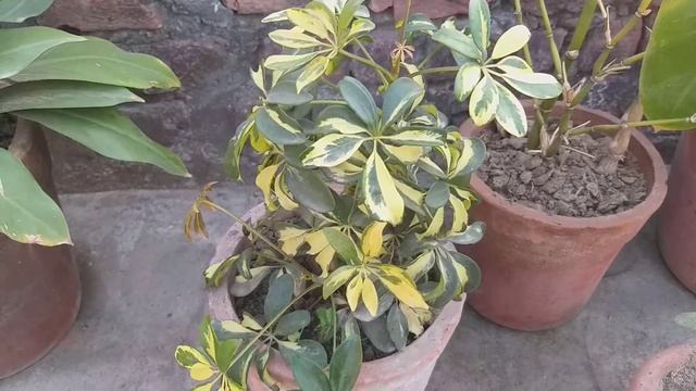 Care of sheflera plant. смотреть онлайн