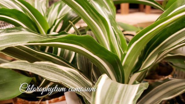 Beautiful Rose, Chrysanthemum Flowers and Chlorophytum Comosum  | Relaxing Music смотреть онлайн