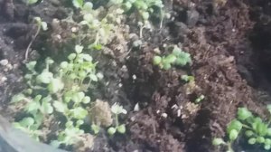 лапчатка рассадным способом из семян