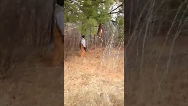 The great deer Heist