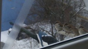 Сорока кушает, воробьи смотрят.   Magpie eats and sparrows watch