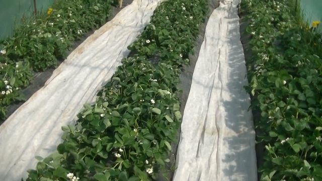 Массовое цветение клубники в балаганах. Эми, Джоли, Клери, Мурано и Азия. смотреть онлайн