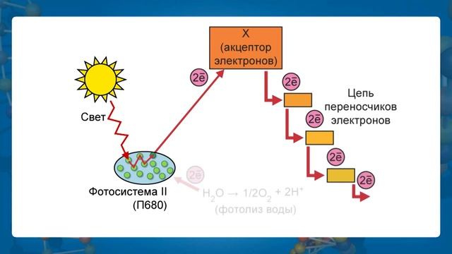 Хлорофилл электроны. Схема фотосинтеза Квант света. Фотолиз воды фаза фотосинтеза. Фотолиз схема. Фазы фотосинтеза схема.