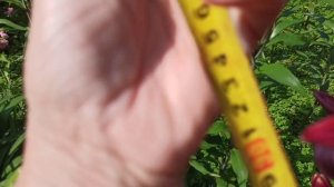 Лилии ЛА-ГИБРИДЫ из Подворья: Ларино, Чайковский, Dimension.