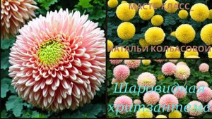 МК☆ Кремовая техника для ШАРОВИДНЫХ ХРИЗАНТЕМ от Натальи Колбасовой