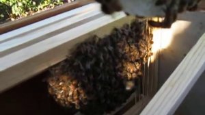 Lemon Grove Lured Nuc Hive