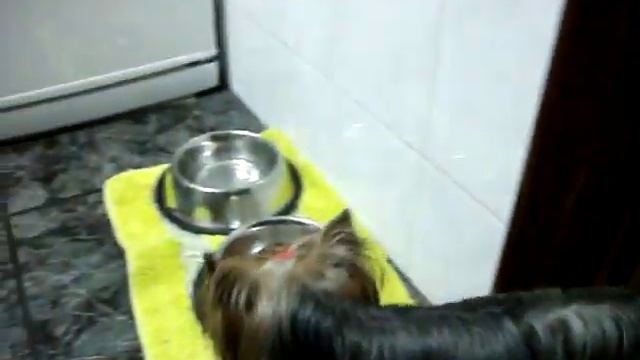 Royal Canin Gastro Intestinal - Telepienso смотреть онлайн