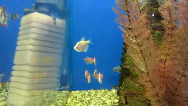 Тернеция - Карамелька. смотреть онлайн