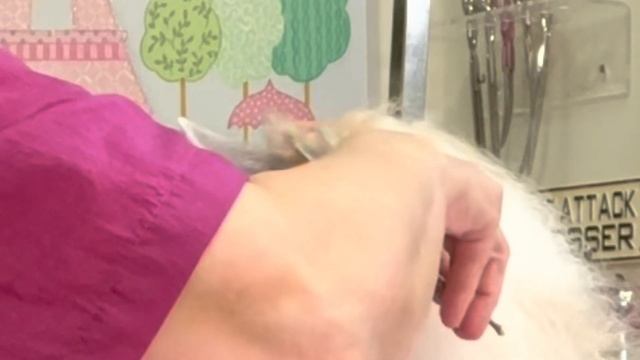 GROOMING a POWDER PUFF Chinese CRESTED dog. смотреть онлайн