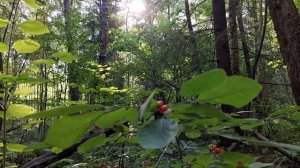 Звуки Природы, Пение Птиц, Звуки Леса Для Релаксации, Сна, Медитации. Relax 3 часа