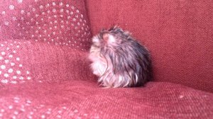 хомяк коромысло после бани