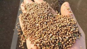 Уборка кориандра!  Очень перспективная и неприхотливая культура.