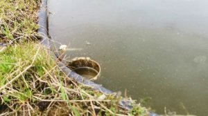 Как сделать в пруду чистую поверхность воды