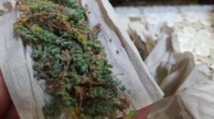 посылка от канала Ярина питерская,седум дезефилум