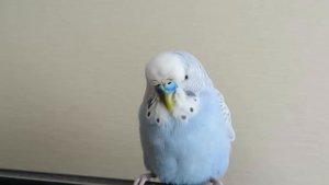 Один день из жизни попугая. Волнистик-TV