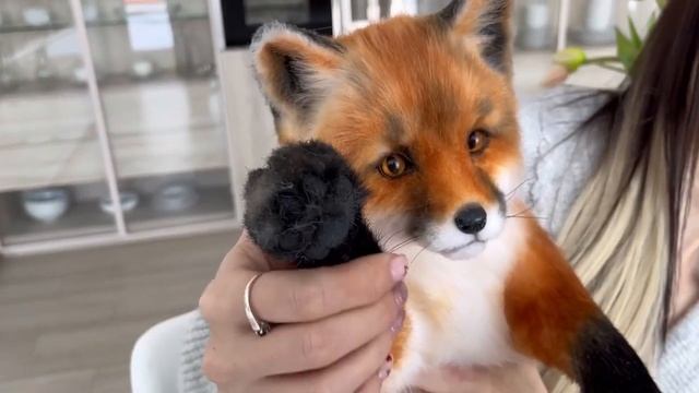 А лисенка не хотите ли? смотреть онлайн