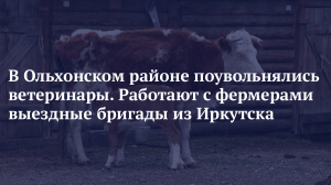 В Ольхонском районе поувольнялись ветеринары. Работают с фермерами выездные бригады из Иркутска
