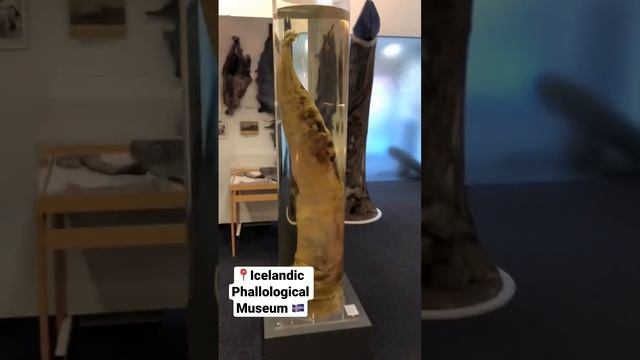 Icelandic Phallological Museum in Reykjavík ??