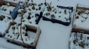 Как сохранить ветки гортензий до весны для черенкования??Готовлю малышей к зиме?