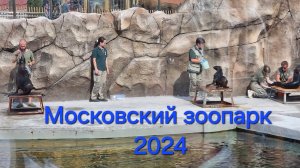 Московский зоопарк 2024: кормление северных морских котиков