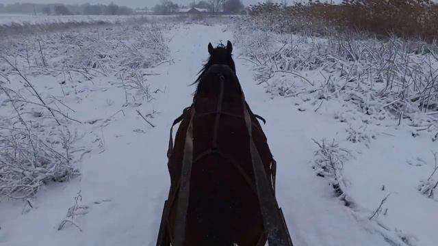 Жеребец Кураж в упряжи.