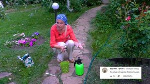 Розы будут цвести всё лето если подкормить их супер средством. Касторовое масло для роз.