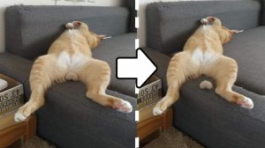 ?ПОТЕРЯЛ БУБЕНЧИКИ? | Приколы с котами и собаками 2022 #1