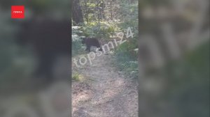 Медведя вновь заметили в «Гремячей гриве»