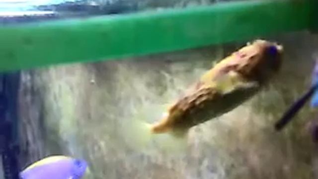 Boris The Puffer Fish Puffs смотреть онлайн